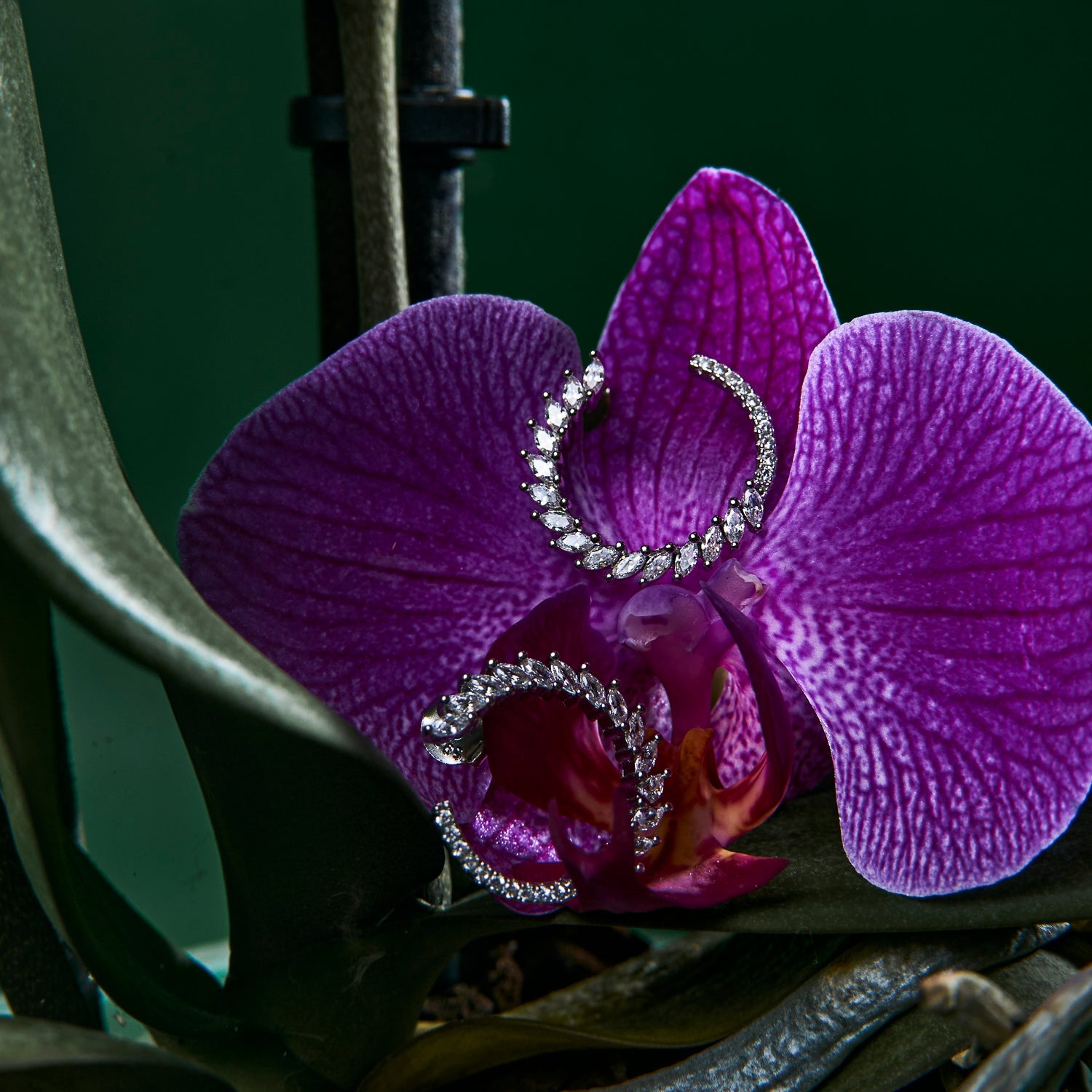 Brincos Twist and Shine